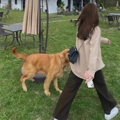鞋猫剑客 海报